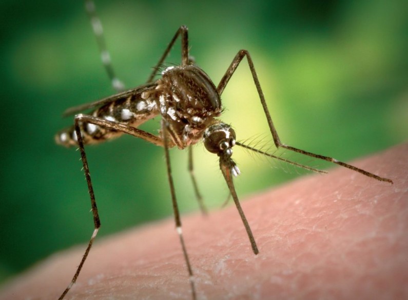 Le zanzare ci pungono? Gli scienziati scoprono i geni del “gusto”