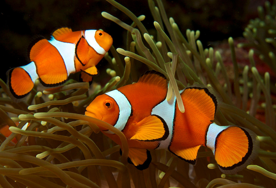 https://www.eolopress.it/index/wp-content/uploads/2019/04/Pesce_pagliaccio_Amphiprion_ocellaris_by_Nick_Hobgood.jpg