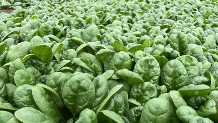 Piana del Sele: nuove varietà di spinaci sulle nostre tavole