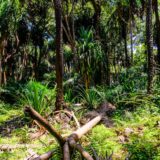 Tesori nascosti tra le vette: scoperte 27 nuove specie nell’Arco Orientale
